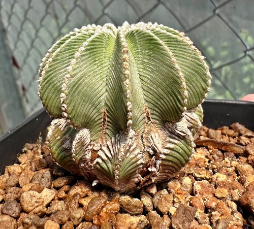 Aztekium hintonii big - aztekium,
