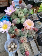 Genuine Tephrocactus