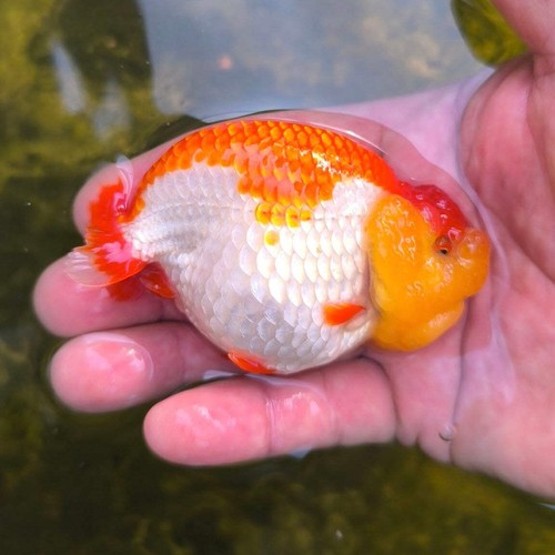 Live premium fancy goldfish - live,