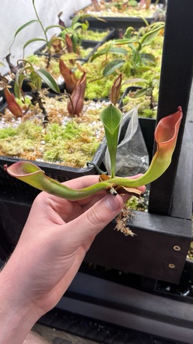 Heliumphora foliculata