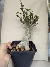 Adenium Obesum/Desert