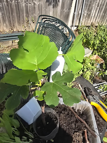 Fig ficus carica - /,