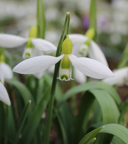 Galanthus twilight stunning - galanthus,