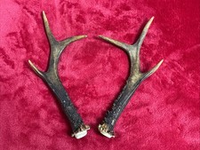 PAIR OF ROE DEER ANTLERS 
