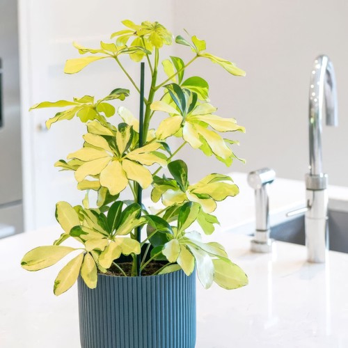 Plant theory 45cm - plant,