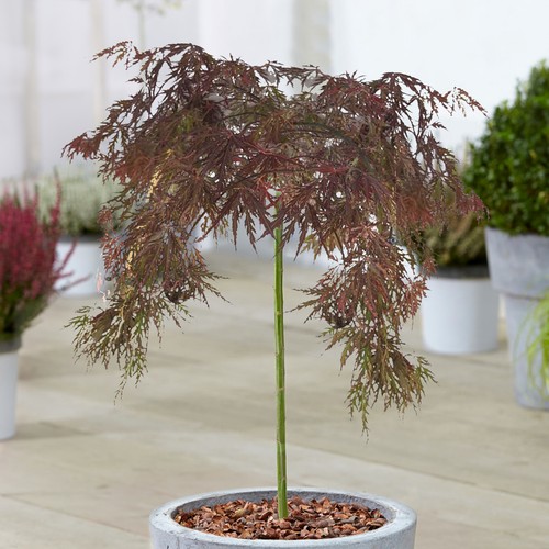 Acer inaba shidare - acer, |