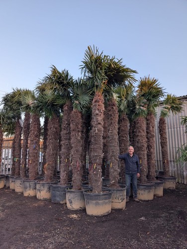 1x15ft inc pot trachycarpus - 1x15ft,