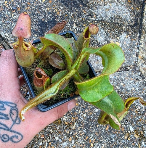 Nepenthes veitchii bario - nepenthes, (n.veitchii