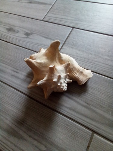Large conch sea - large, shell