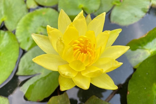 Large yellow live deep water - yellow,