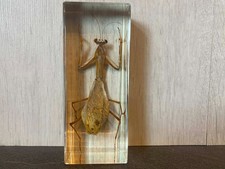 REAL Taxidermy in Resin