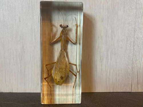 Real taxidermy resin - real,