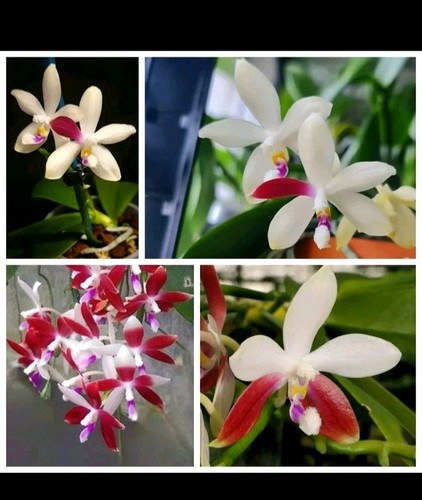 Phalaenopsis tetraspis - phalaenopsis,