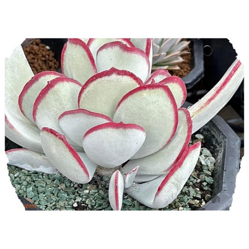 10x cotyledon orbiculata - cotyledon,