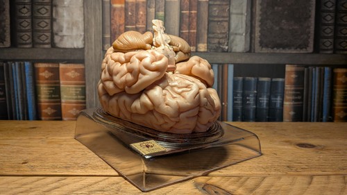 Somso brain model germany - model,