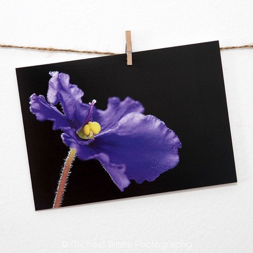 African violet greetings card - violet,