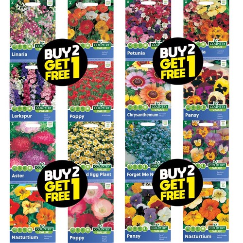 Flower seeds delphinium echium - flower,