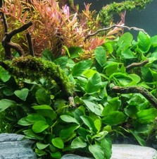 Live Aquarium Plant –