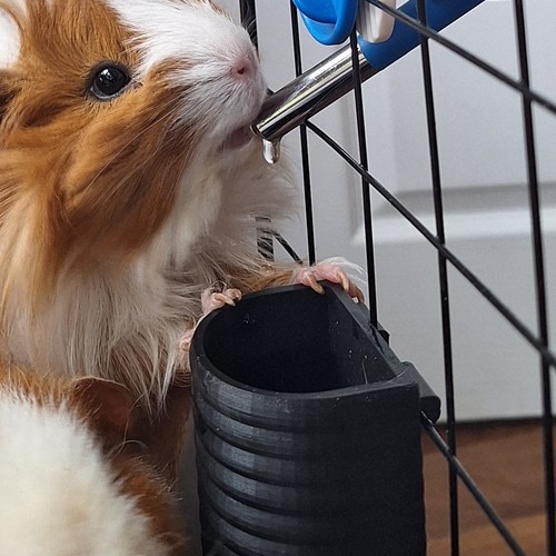 Water pot for guinea - guinea, pigs