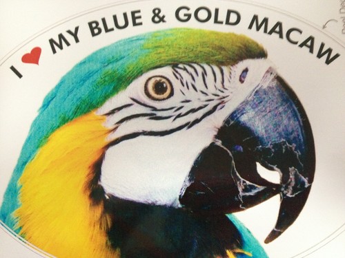 Blue gold macaw parrot - blue, &