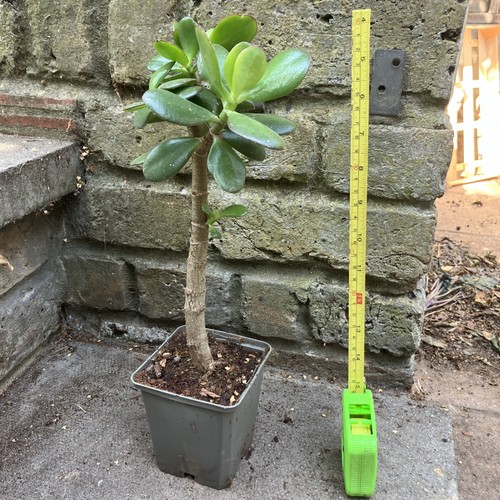 26cm jade money plant trees - 26cm,