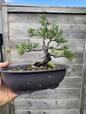 Juniper Bonsai