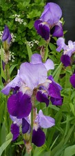 X3 Iris Germanica Two Tone