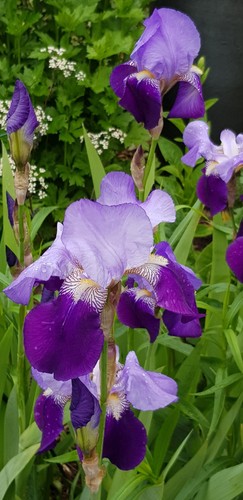 Iris germanica two tone - two,