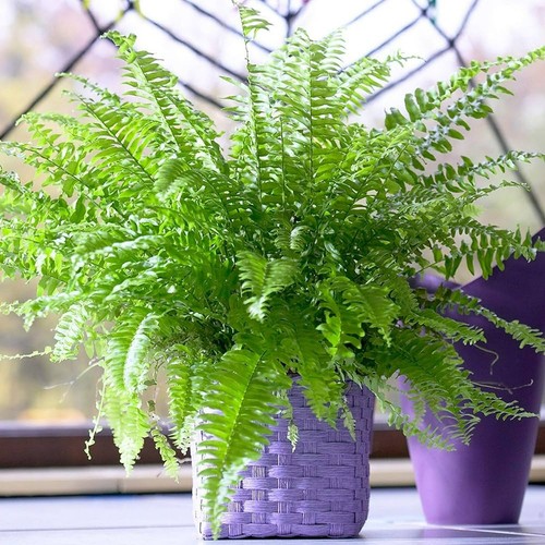 Boston fern 9cm - in,