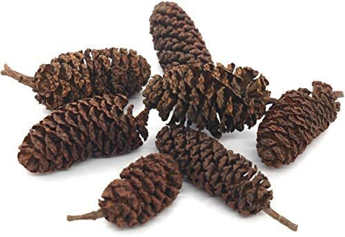 Birch pine cones 150gms - pine,