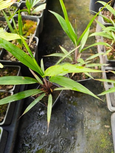 Cordyline neocaledonica 9 cm - cordyline,