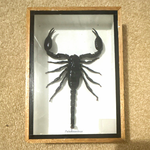 Vintage framed scorpion - framed,