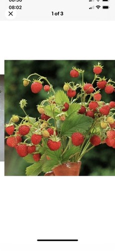 Alpine strawberry plants - strawberry,