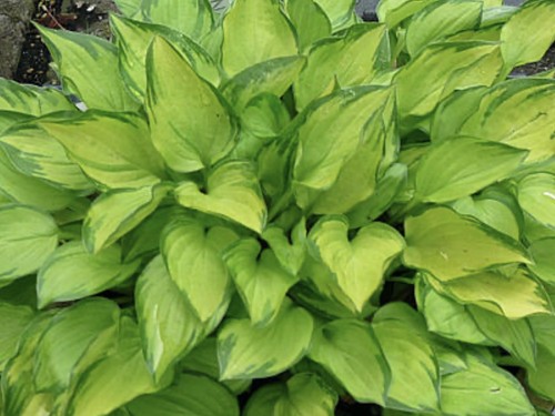 Hosta green with - hosta,