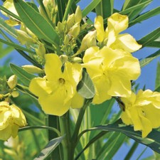 Oleander Standards Double