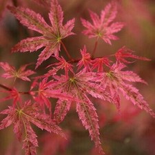 Acer palmatum Phoenix -