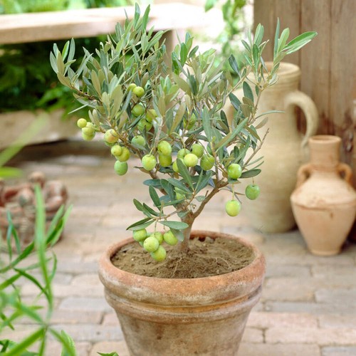 Olive half std - std, 22cm
