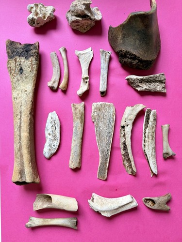 Animal bones taxidermy - animal,