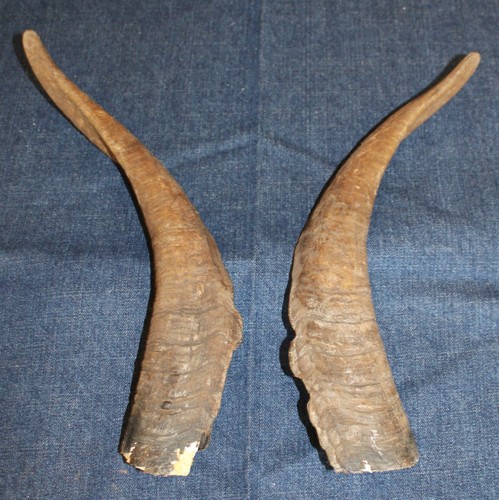 Ram horns cleaned length - horns,, 15"