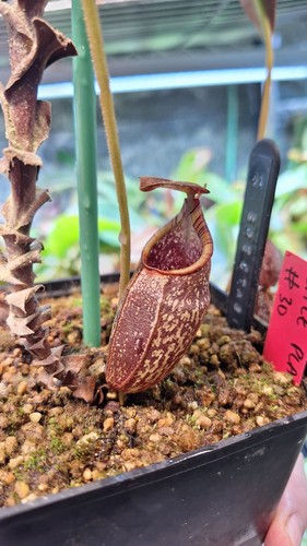 Nepenthes spectabilis - nepenthes,