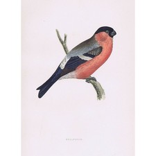 BIRDS Bullfinch - Hand