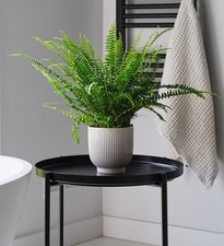 Boston Fern (Nephrolepis exaltata) Lush Air-Purifying Houseplant  Approx 30–40cm