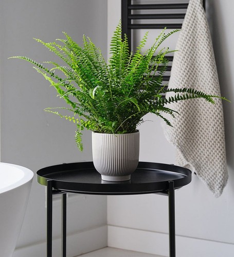 Boston fern nephrolepis - fern, (nephrolepis