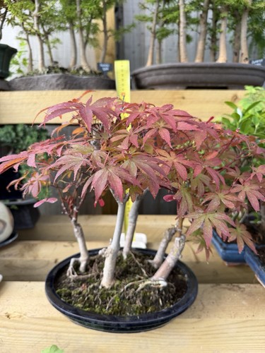 Japanese maple forest acer - japanese,