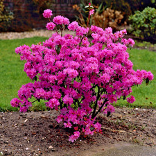 Rhododendron Praecox - 4Ltr