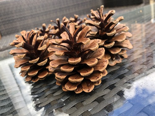 Natural pine cones - cones, 1.75kg