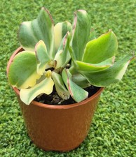 Crassula undulatifolia ‘Curly Green Variegata’ - Rare