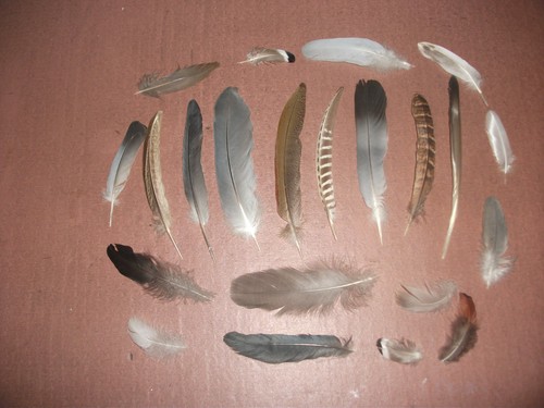 Natural birds feathers free - birds,