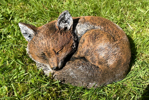Red fox cub - red,