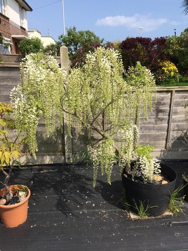 Large white wisteria tree - large,